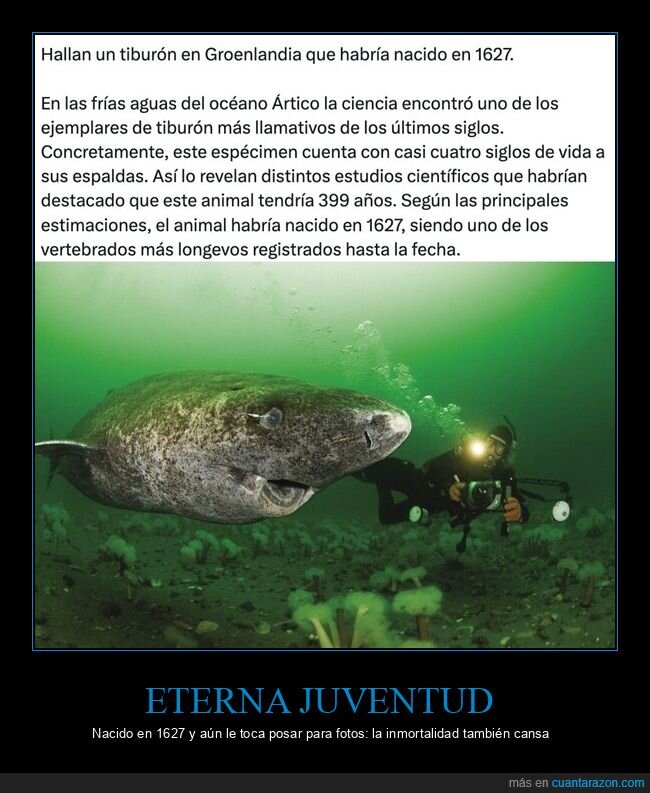 tiburon,Groenlandia,longevidad,oceano,ciencia