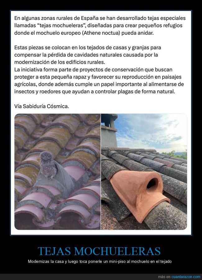 mochuelo,tejado,tejas,conservaci&oacute;n,campo