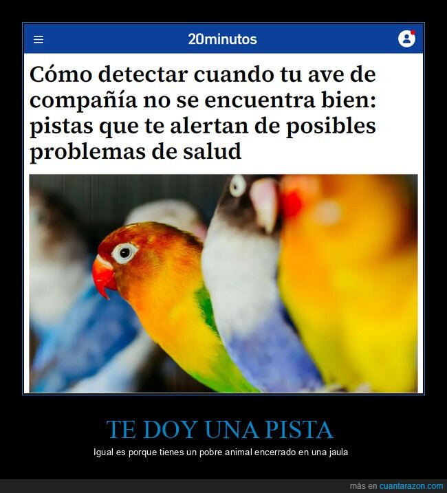 jaula,p&aacute;jaros,cautiverio,alpiste,mascotas