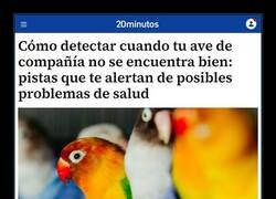 Enlace a “Ave de compañía” = secuestro con alpiste