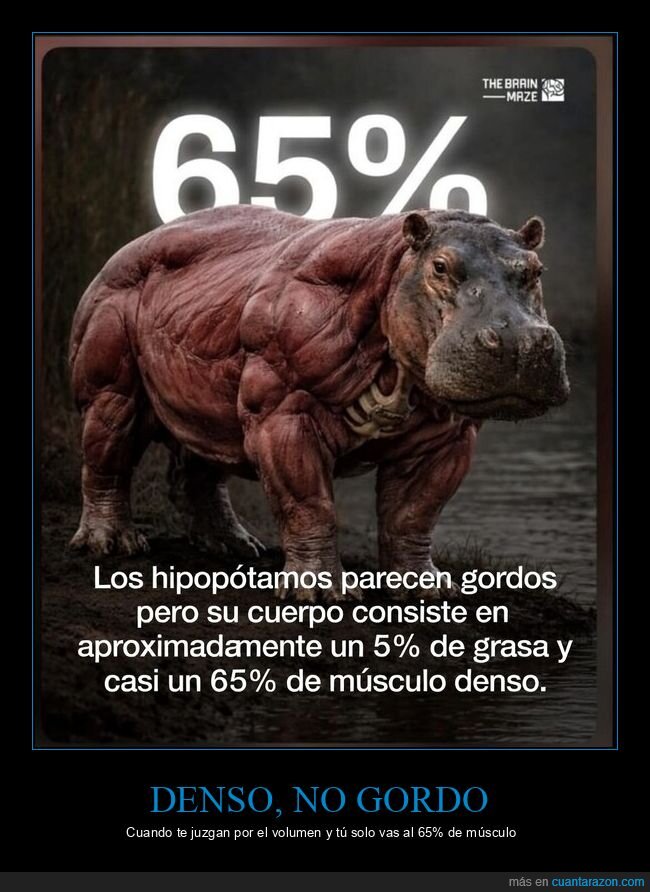 hipopotamo,musculo,gimnasio,densidad,fisico
