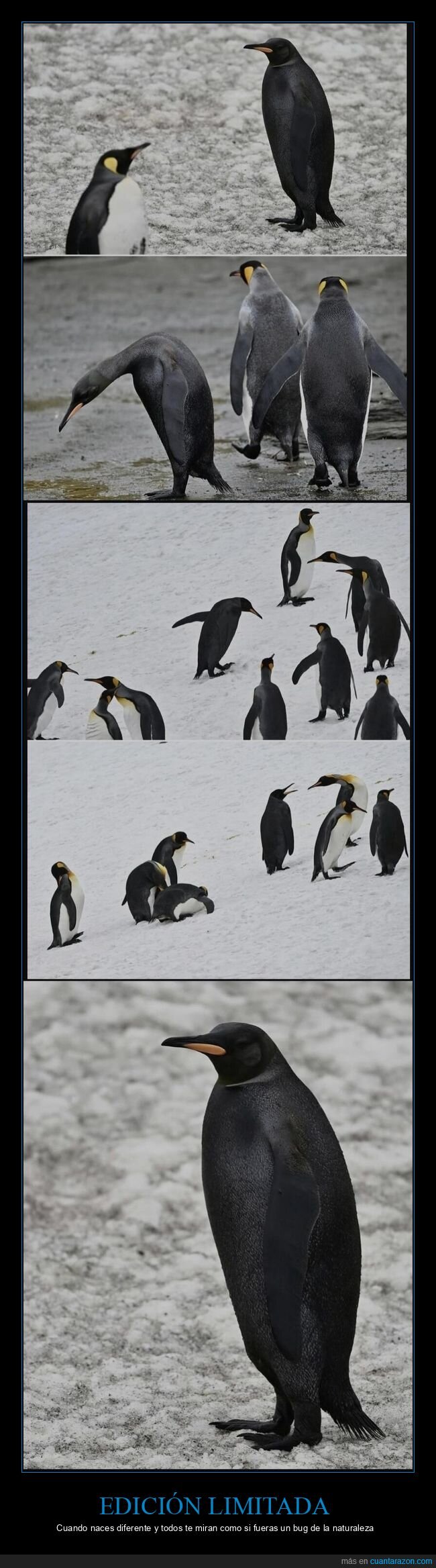 ping&uuml;ino,rareza,naturaleza,oscuro,coleccionable