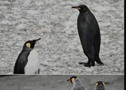 Enlace a Un pingüino completamente negro, una especie extremadamente rara que habita en la naturaleza