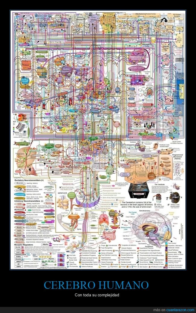 cerebro,infografia,neurociencia,complejidad,caos