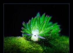 Enlace a Las «ovejas de mar», son en realidad una especie de babosas marinas, son cute pero no tanto