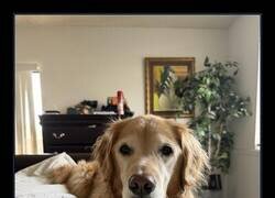 Enlace a Hice un colgante con la forma de la nariz de mi mejor amigo