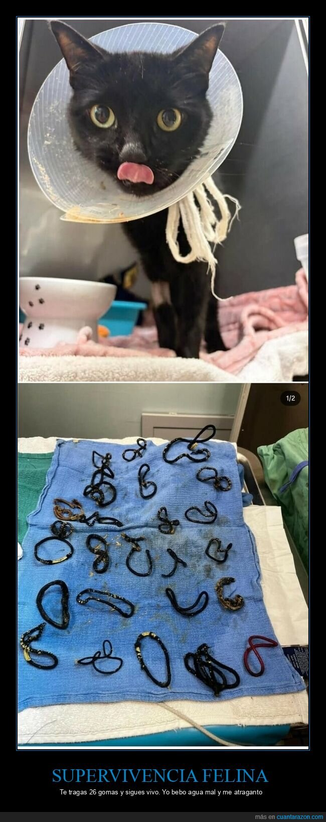 gato,supervivencia,gomas,veterinario,absurdo