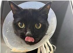 Enlace a Un gato sobrevive después de tragarse 26 ligas para el pelo