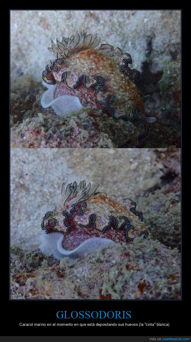 babosa,mar,huevos,rastro,naturaleza