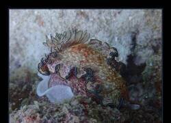 Enlace a Parece un plato de un restaurante estrella michelin