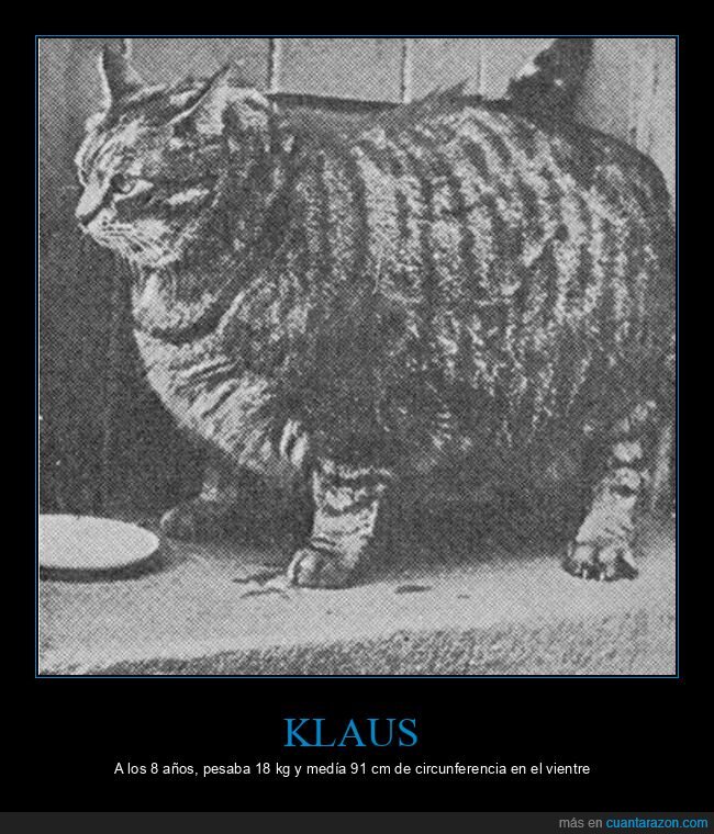 gato,guinness,r&eacute;cord,dieta,obesidad