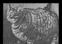 Enlace a En 1950, el Libro Guinness de los Récords Mundiales nombró a Klaus, de San Francisco, como el gato más gordo