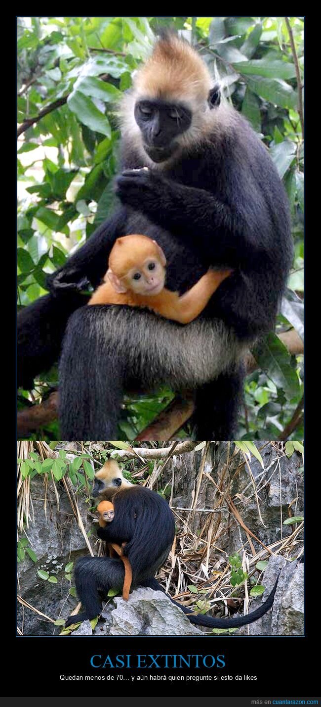 langur,extincion,conservacion,planeta,likes