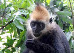 Enlace a Quedan menos de 70 ejemplares en la Tierra... este es el langur de Cat Ba