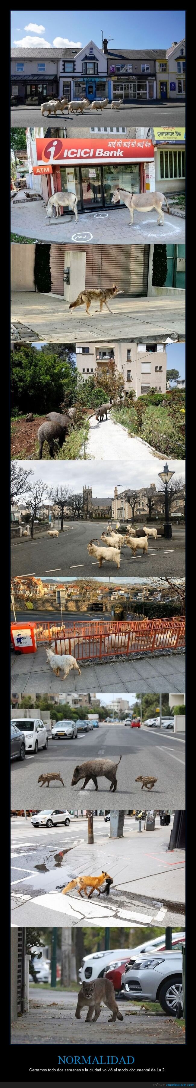 pandemia,confinamiento,animales,ciudad,desescalada