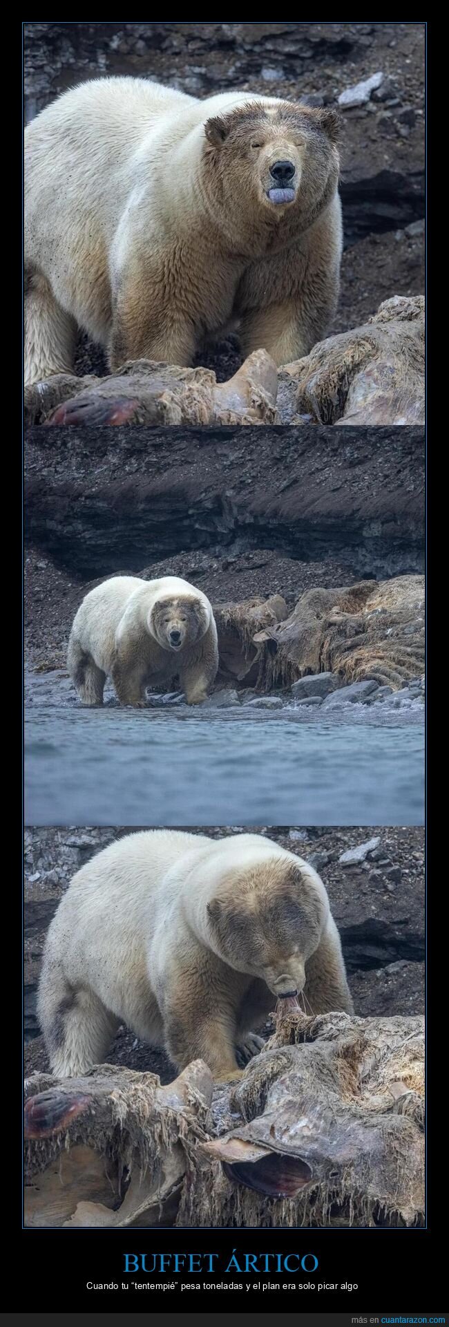 oso,ballena,Noruega,banquete,&Aacute;rtico