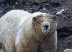 Enlace a Un enorme oso polar fue encontrado devorando los restos de una ballena, en Noruega