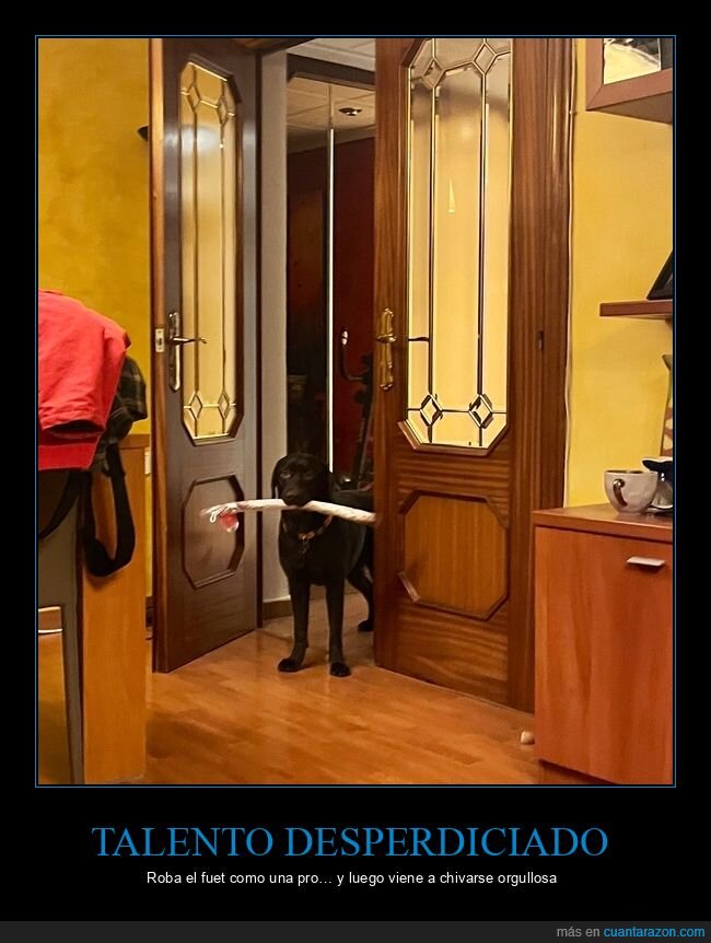 perro,fuet,robo,culpabilidad,orgullo