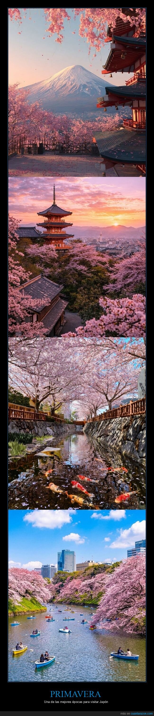 sakura,cerezos,Jap&oacute;n,turismo,primavera