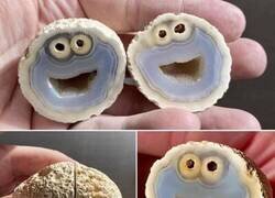 Enlace a Millones de años evolucionando… para acabar siendo el Monstruo de las Galletas