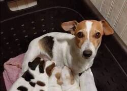 Enlace a Se le acabó la tinta a mitad de camada