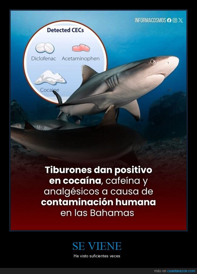 coca,tiburon,bahamas