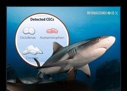 Enlace a Menudas fiestas se pegan en Bahamas