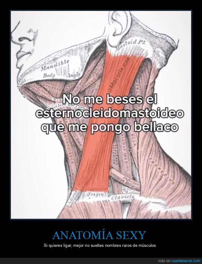 anatom&iacute;a,m&uacute;sculo,cuello,medicina,ligoteo