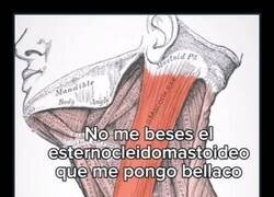 Enlace a No me beses el esternocleidomastoideo que me pongo bellaco