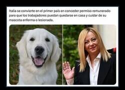 Enlace a Jefe, hoy teletrabajo: el perro está malito y yo también de ir
