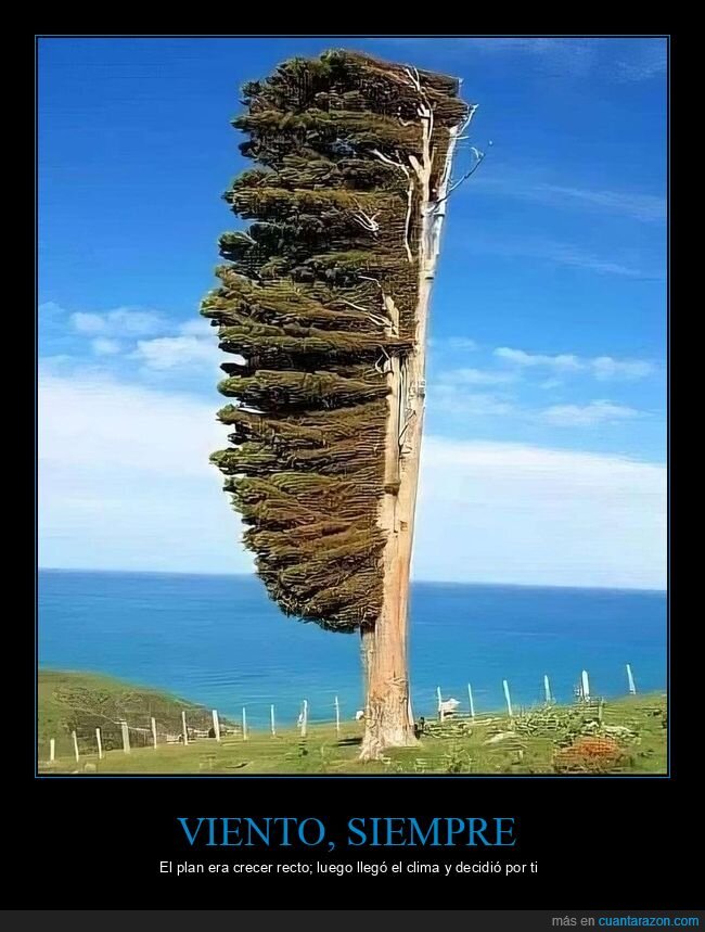 viento,costa,&aacute;rbol,NuevaZelanda,tempestad