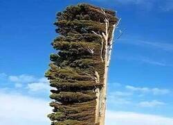 Enlace a Los árboles que crecen a lo largo de la costa de Nueva Zelanda tienen copas moldeadas por el viento, resultado de los implacables vientos antárticos