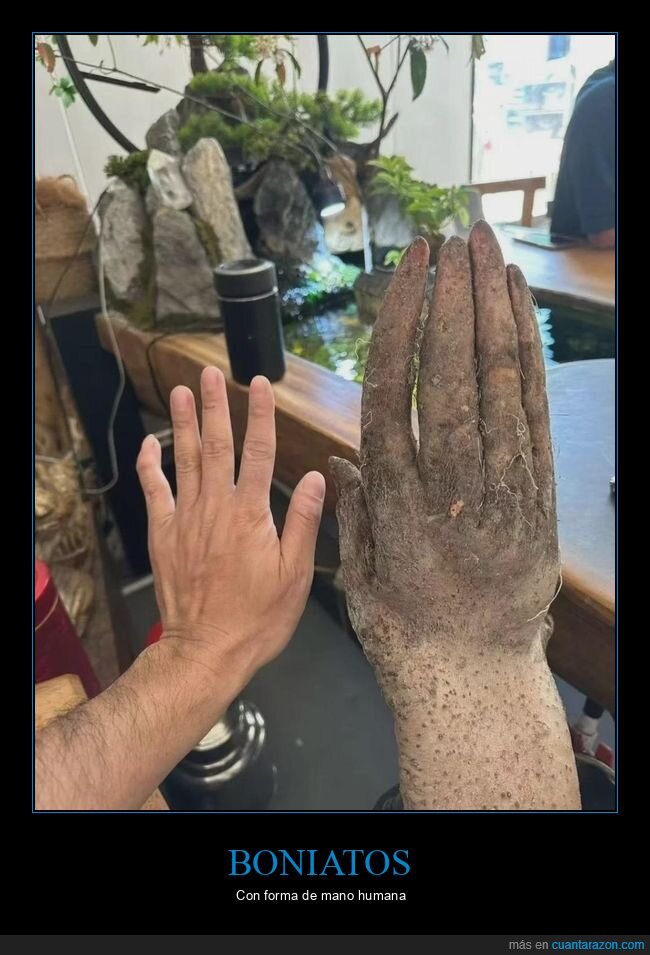 &ntilde;ame,mano,tub&eacute;rculo,comparaci&oacute;n,absurdo