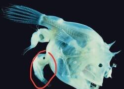 Enlace a En el apareamiento del pez pescador, el macho se adhiere a la hembra más grande, fusionándose y actuando como proveedor de esperma.