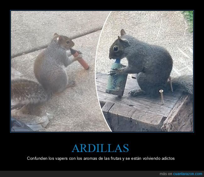 ardillas,vapeo,aromas,parque,absurdo