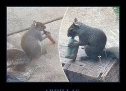 Enlace a Buscaba nueces y me vendieron sabor mango