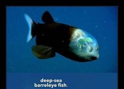 Enlace a Un poco de anatomía