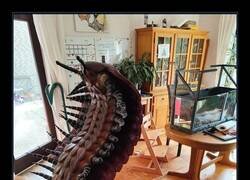 Enlace a Una recreación en 3D de un Arthropleura, el insecto más grande que se conoce. Se extinguió hace 300 millones de años