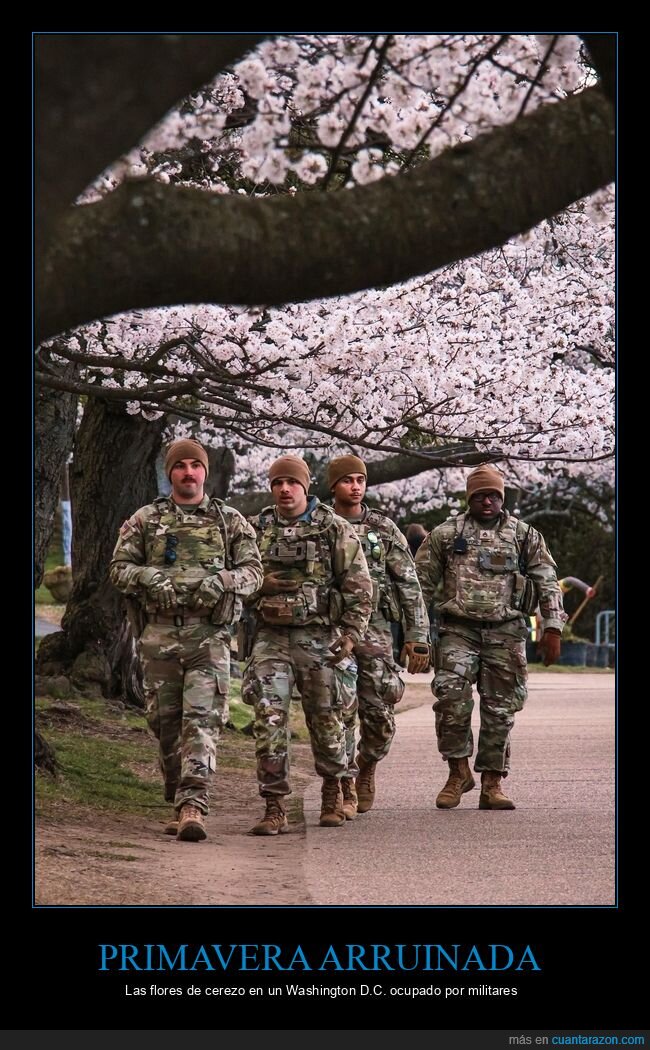 cerezos,primavera,militares,Washington,vigilancia