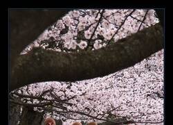 Enlace a Esta primavera no es lo mismo