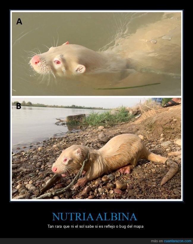 nutria,albino,Irak,rareza,r&iacute;o