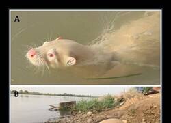 Enlace a Nutria albina en Irak: un caso muy raro.