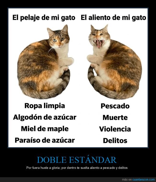 gato,pelaje,aliento,contraste,pescado