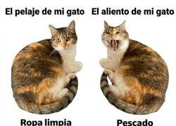 Enlace a Por fuera algodón de azúcar, por dentro pescado, muerte y delitos