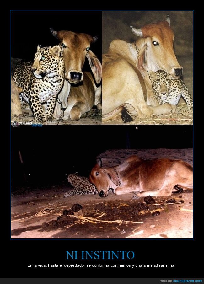 leopardo,vaca,amistad,cari&ntilde;o,ins&oacute;lito