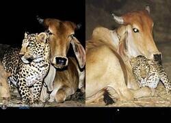 Enlace a Esta inusual amistad se desarrolló en el pueblo de Antoli, Gujarat, en 2002. Un joven leopardo se colaba todas las noches para acurrucarse con una vaca, sin cazar, solo ronroneando