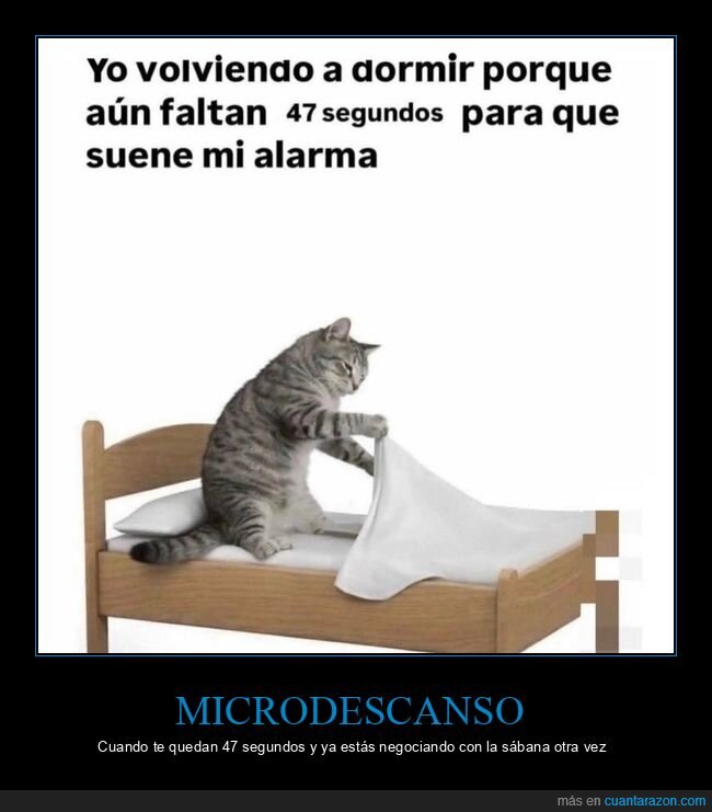 gato,siesta,alarma,cama,pereza