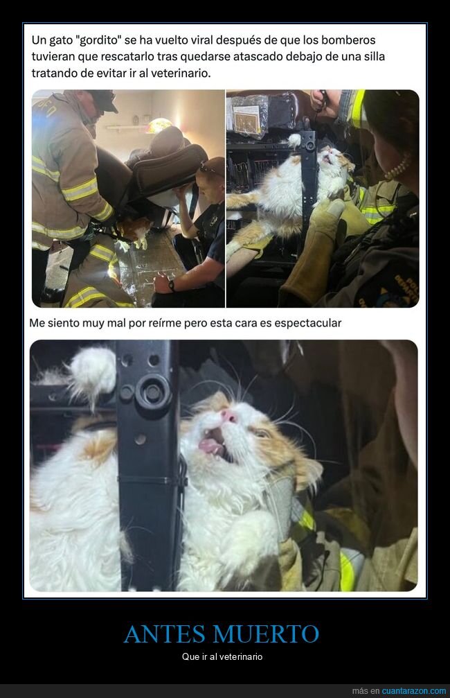 gato,bomberos,rescate,veterinario,silla