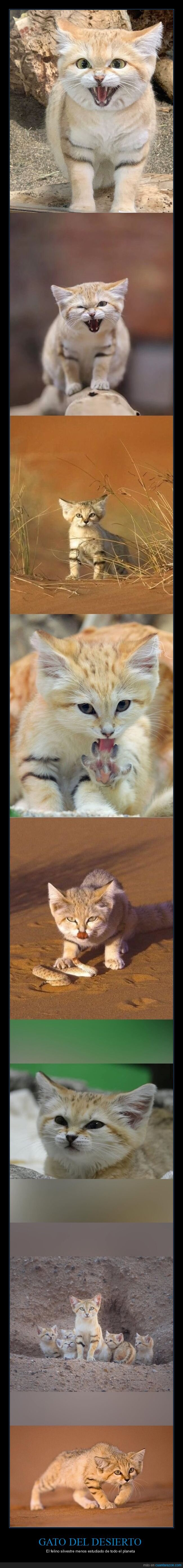 gato,desierto,arena,supervivencia,aventura