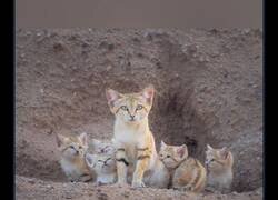 Enlace a Fotos del gato del desierto en el desierto, creo que tengo nuevo felino favorito